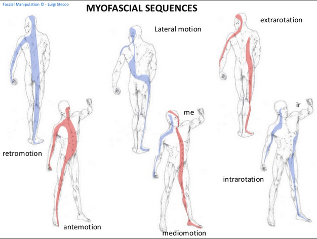 Myofascial planes and spirals