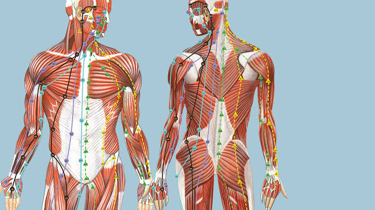 FM Fascial Manipulation: myofascial sequences